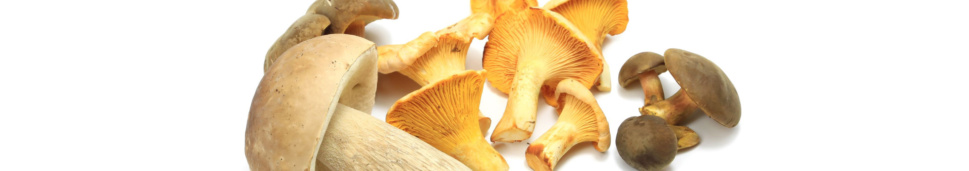 Paddenstoelen